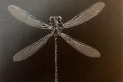 slate-dragonfly