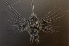 slate-scorpiofish